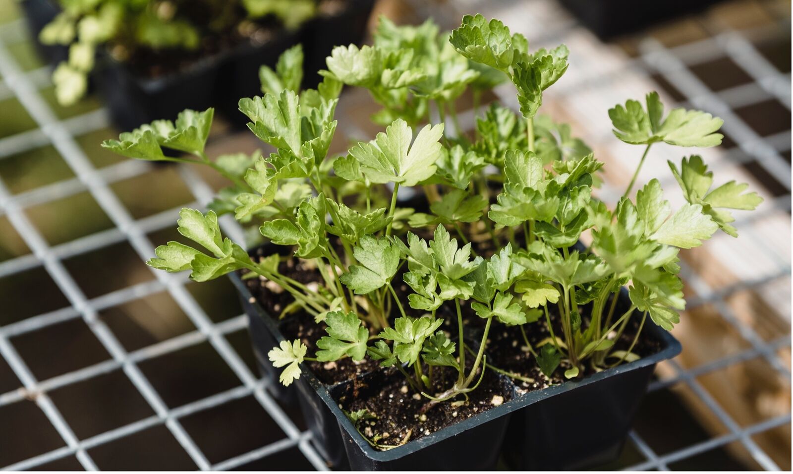 Preplanting and sowing celeriac