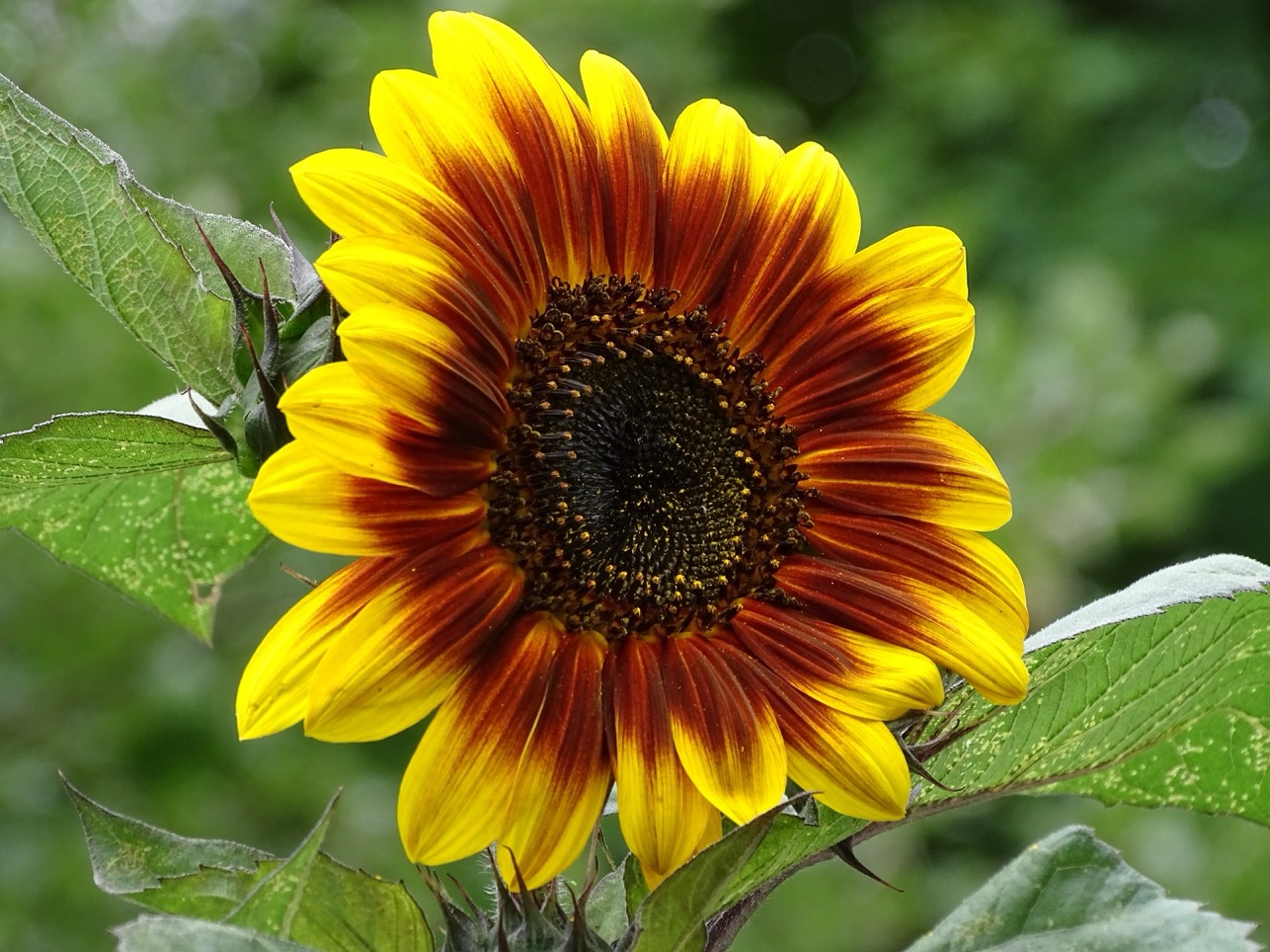 Blooming red sunflower