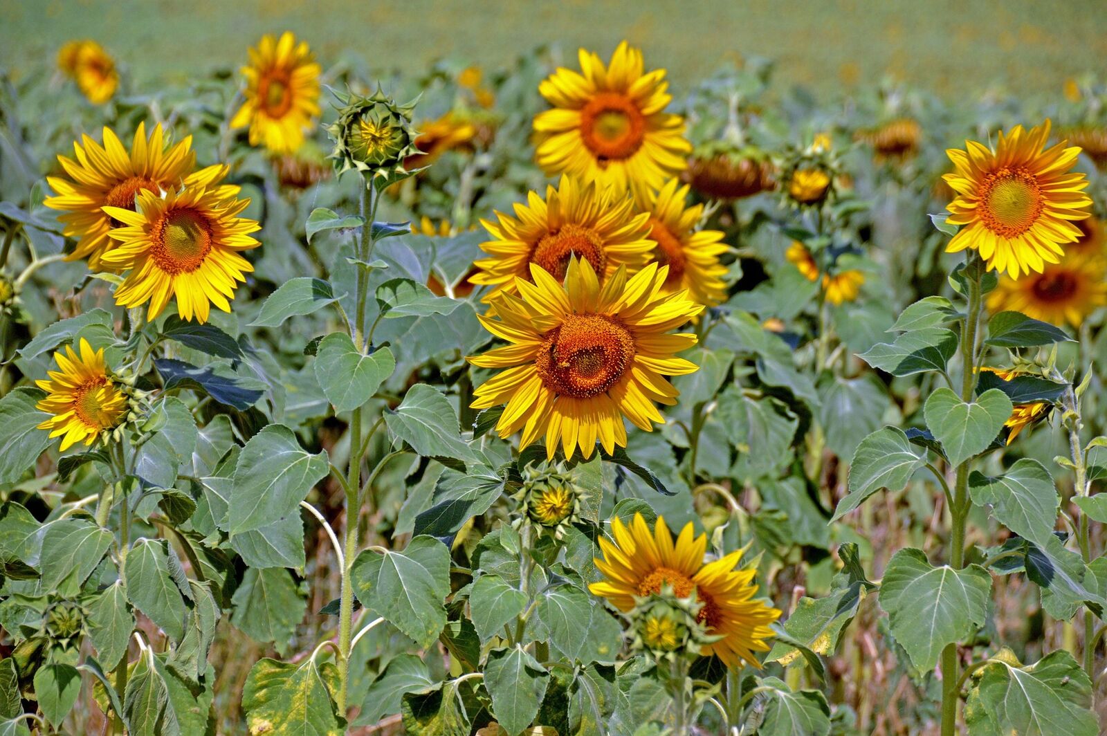 Blooming sunflowers as green manure.