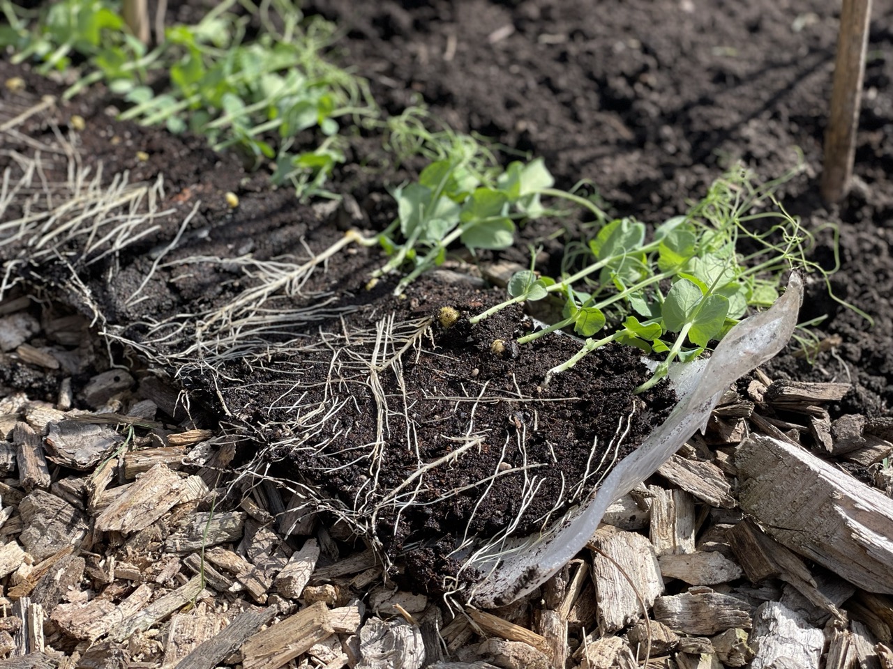Seed snails with pea seedlings for planting