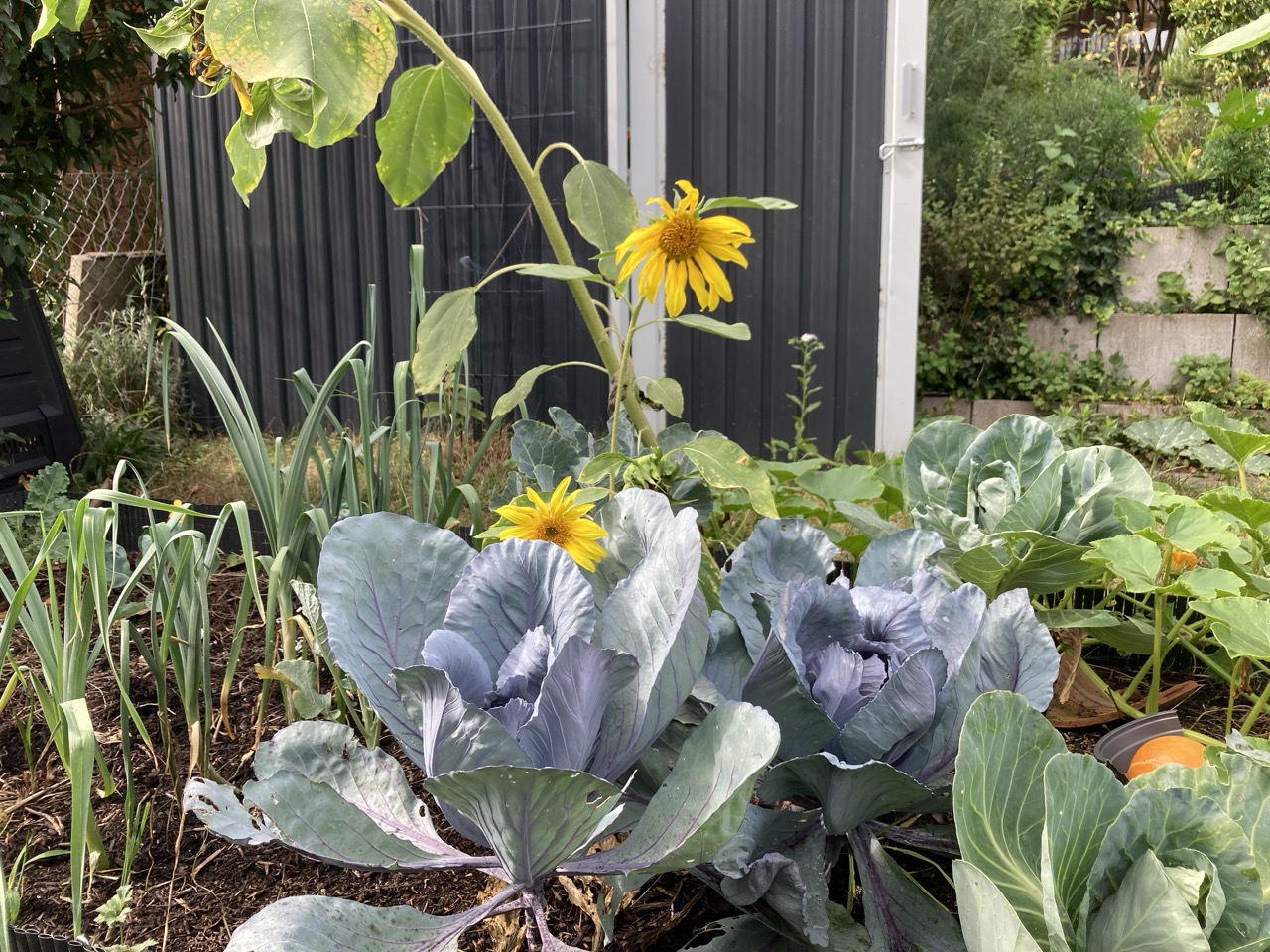 Sunflowers grown in a mixed crop with cabbage and spring onions.