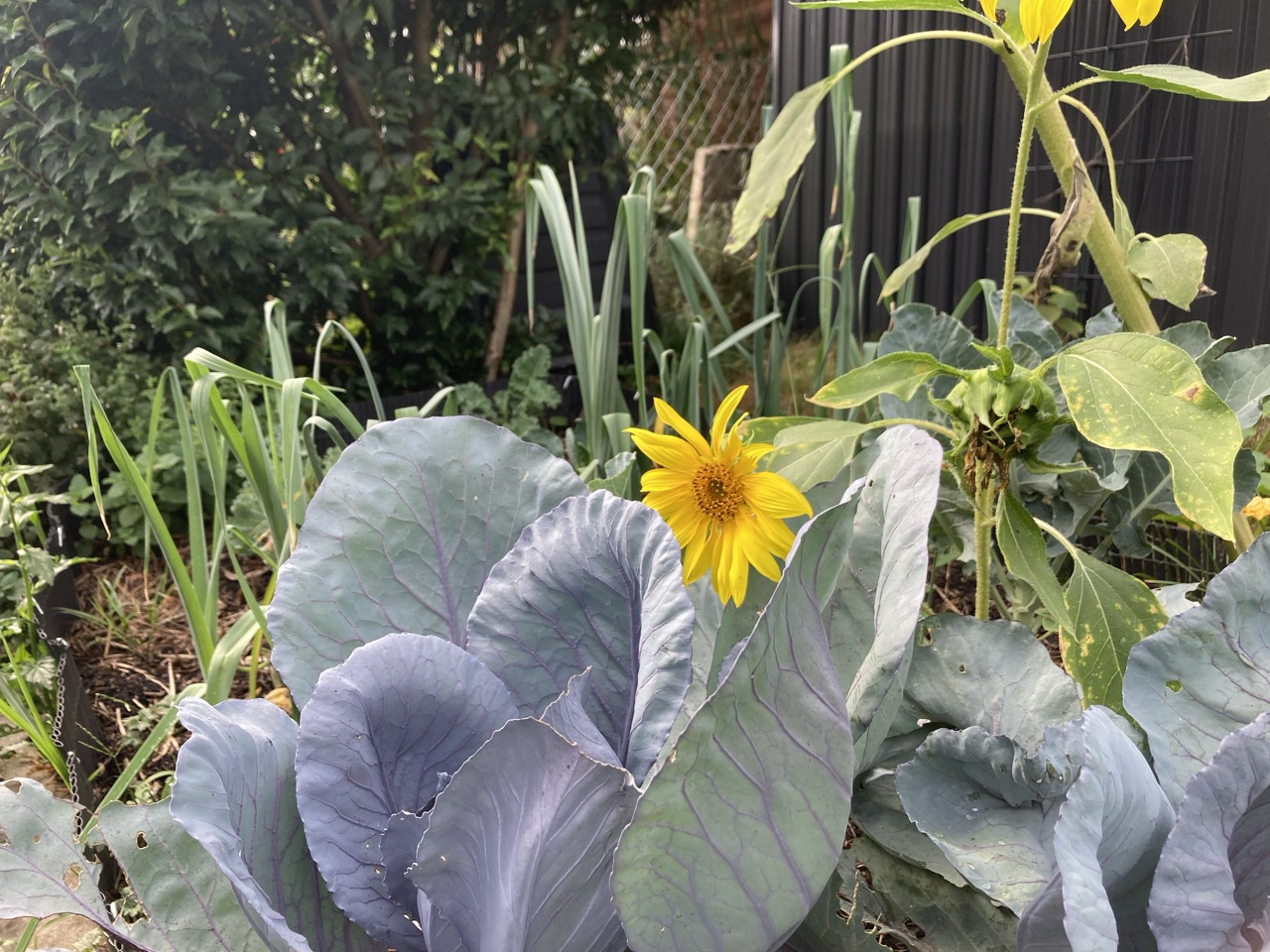 Sowing and Planting Sunflowers: Tips for Growing and Companion Planting