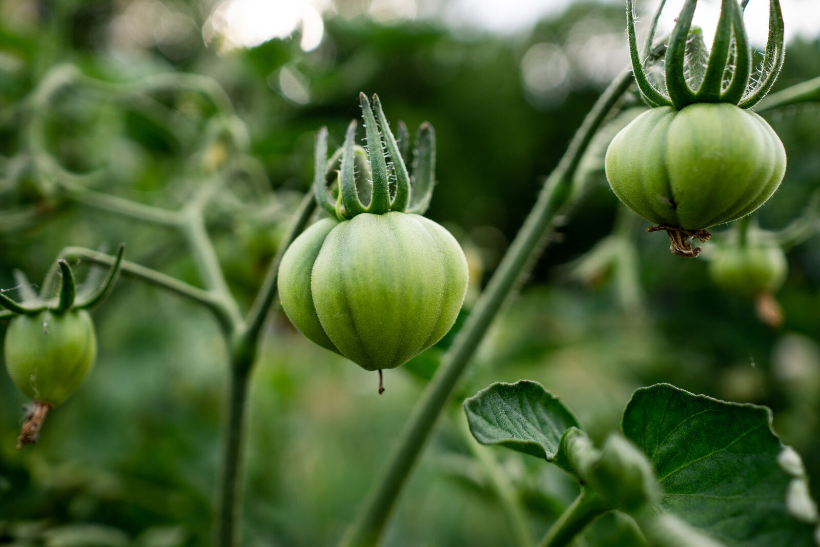 Tomatenpflanze mit reifer Tomate