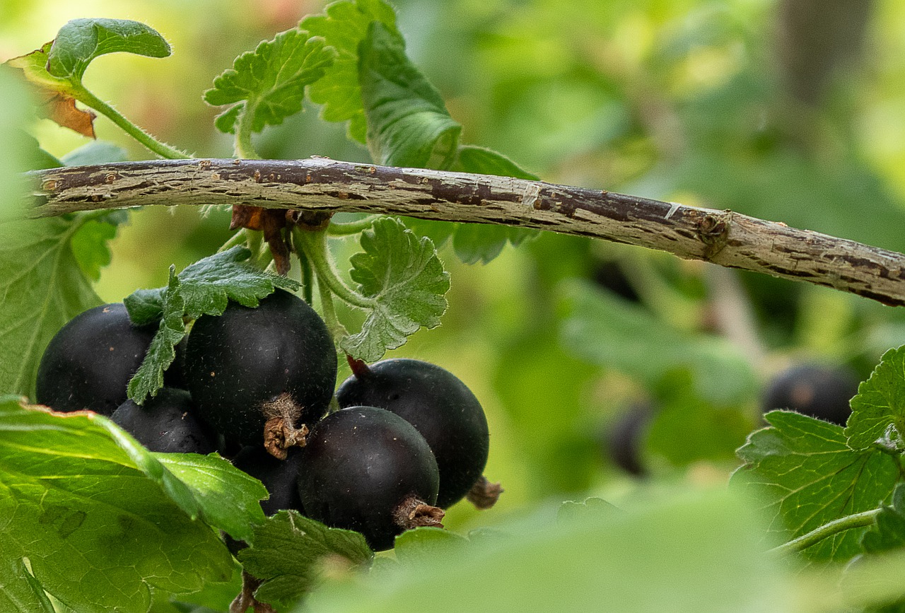 Jostaberry as a good neighbor for gooseberries