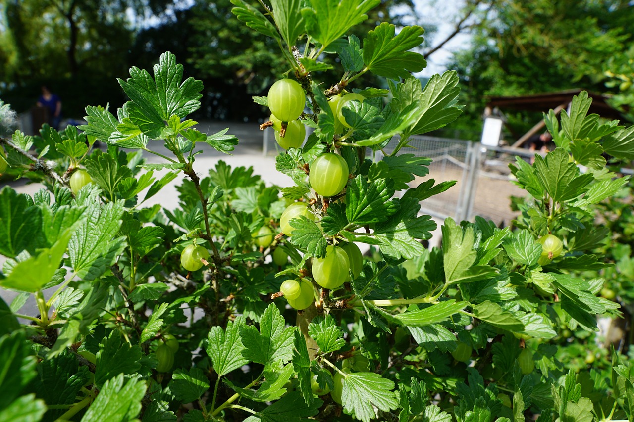 Gooseberry bush with berries