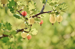 Pruning gooseberries: A guide