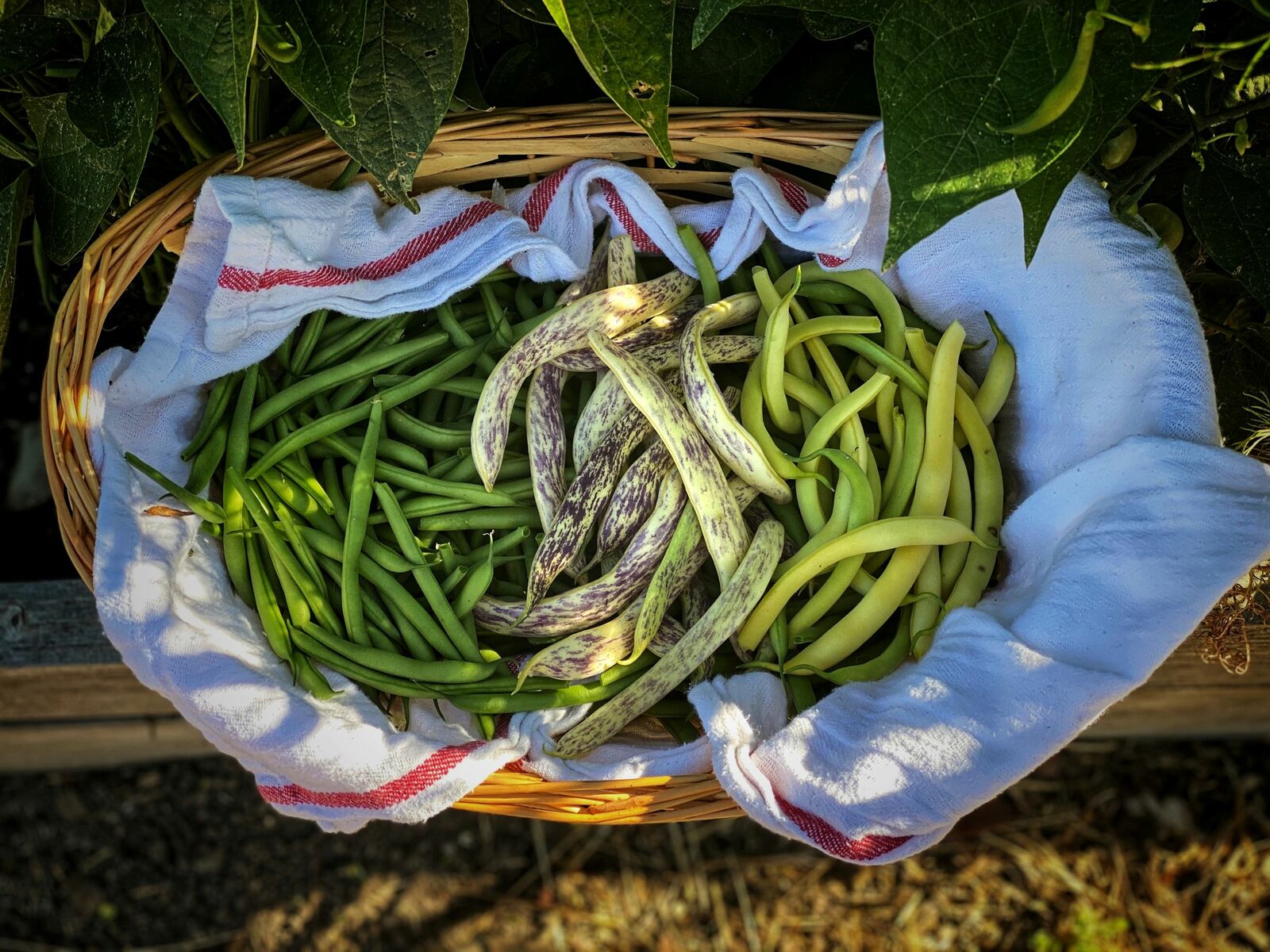 Different types of runner beans