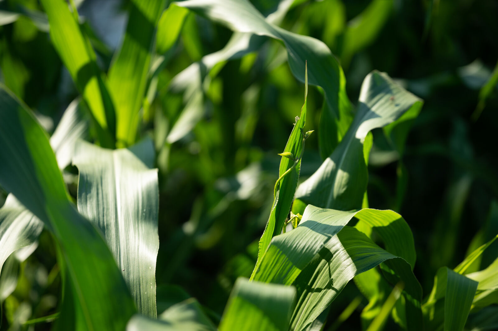 Mais als Rankhilfe für Stangenbohnen