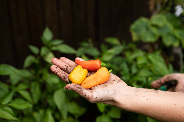 Peppers harvested from the garden