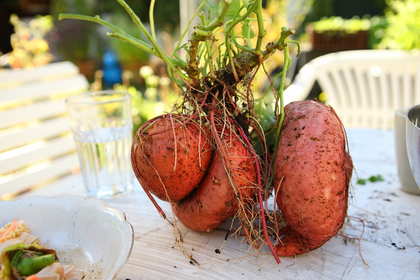 Growing sweet potatoes: tips for mixed crop and harvest