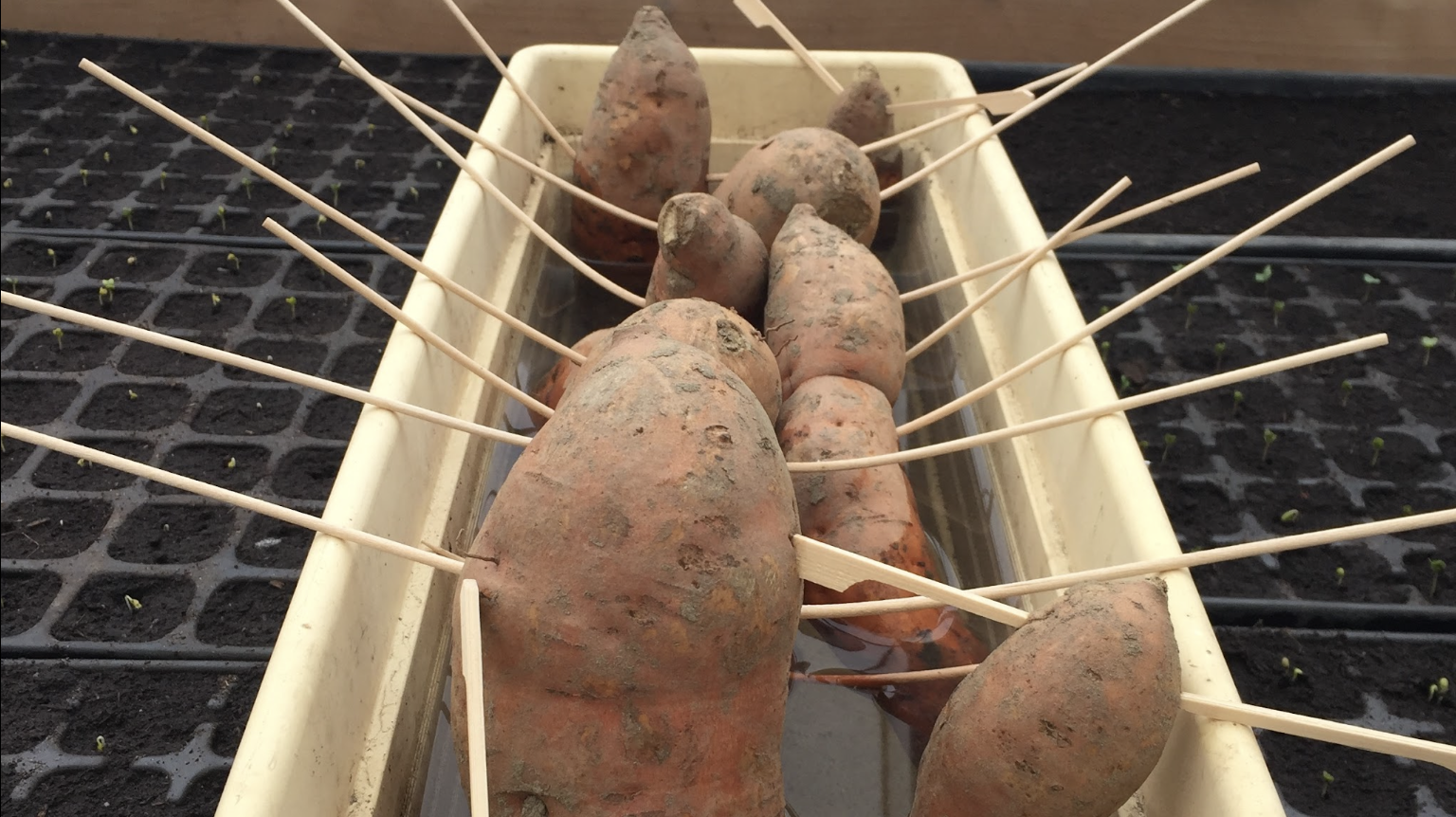 Süßkartoffelpflanzen selber ziehen in Wasser