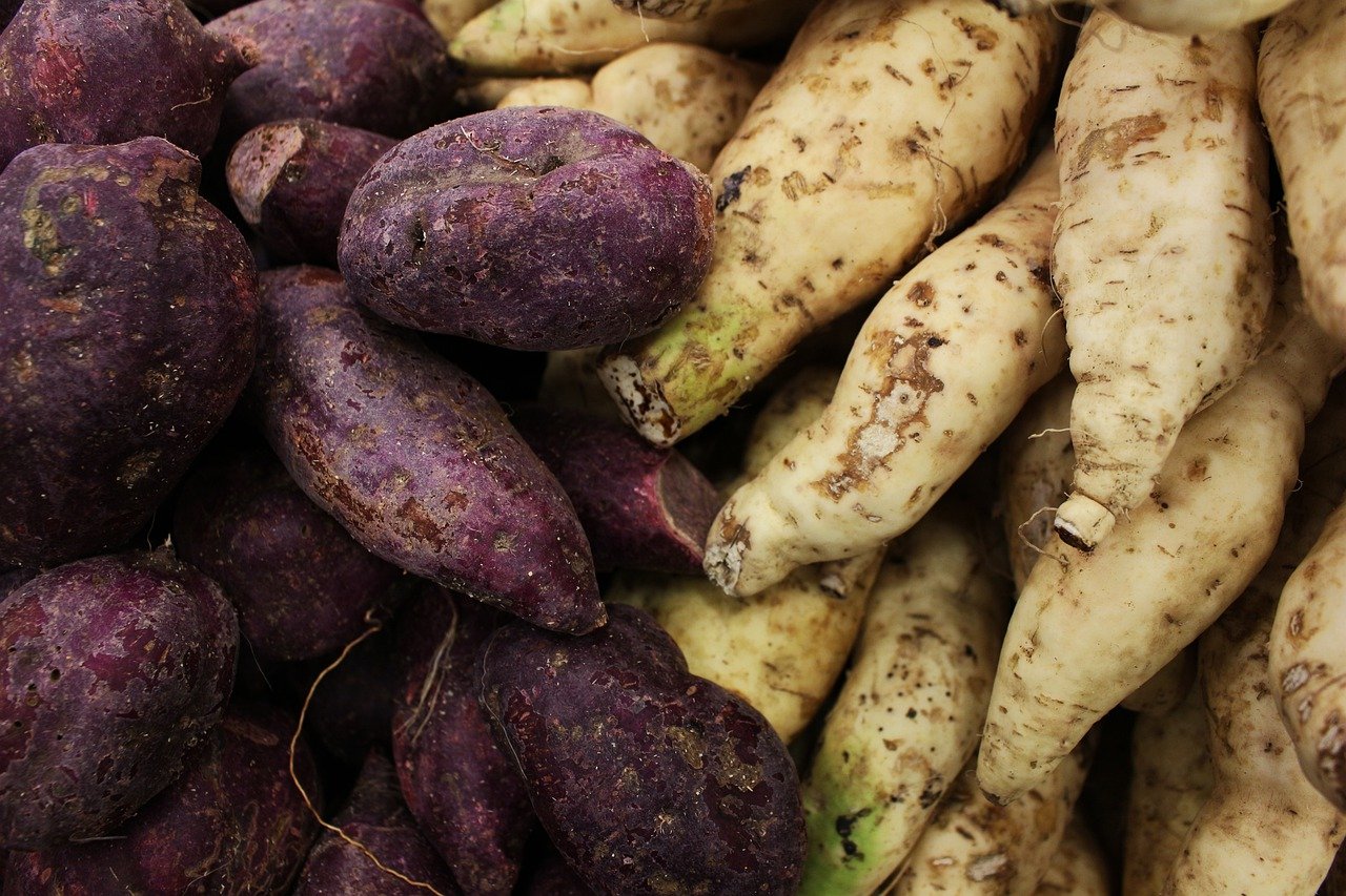White and red sweet potato varieties
