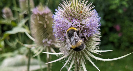 Tips for More Biodiversity From the Fryd Community