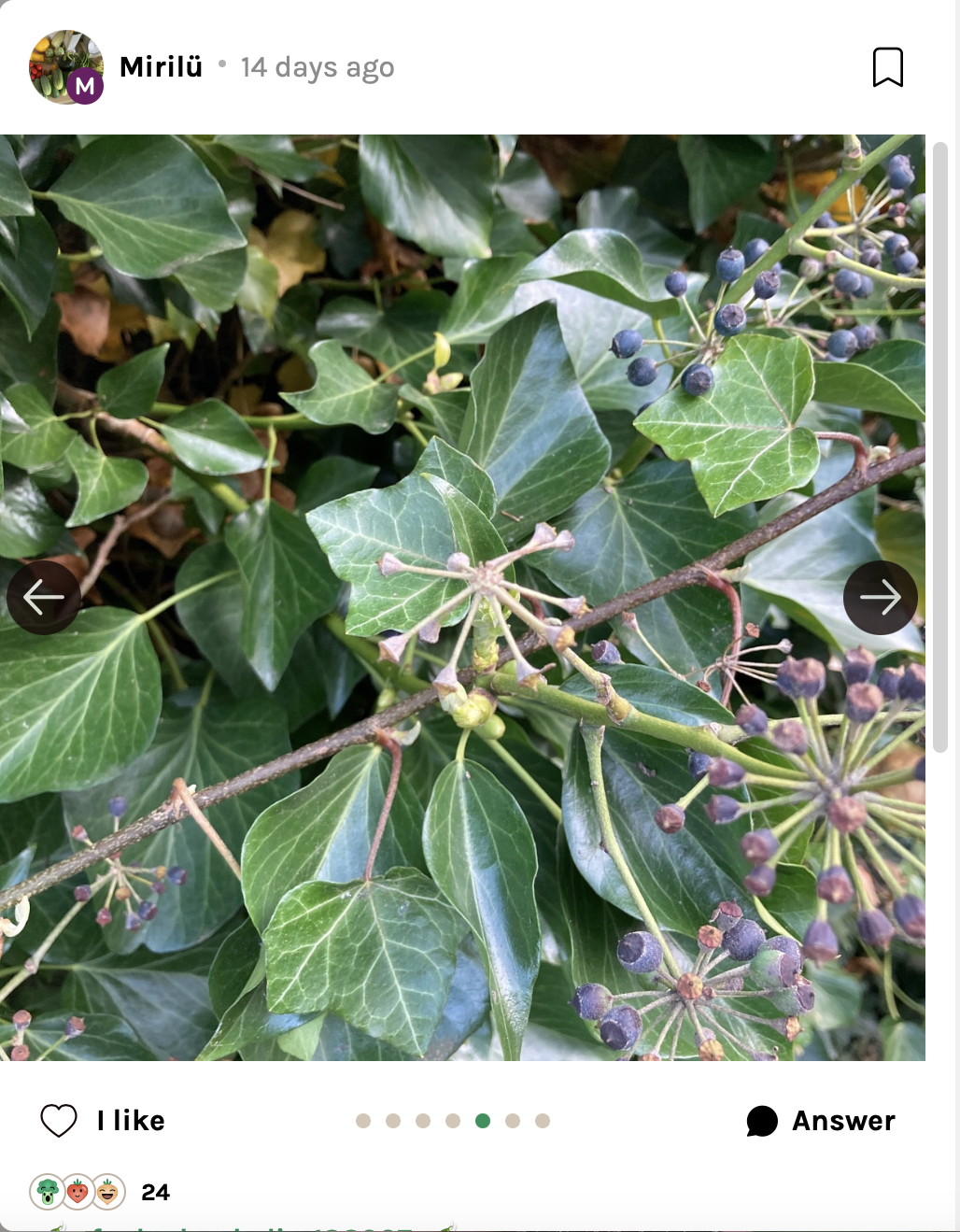 Blooming Ivy