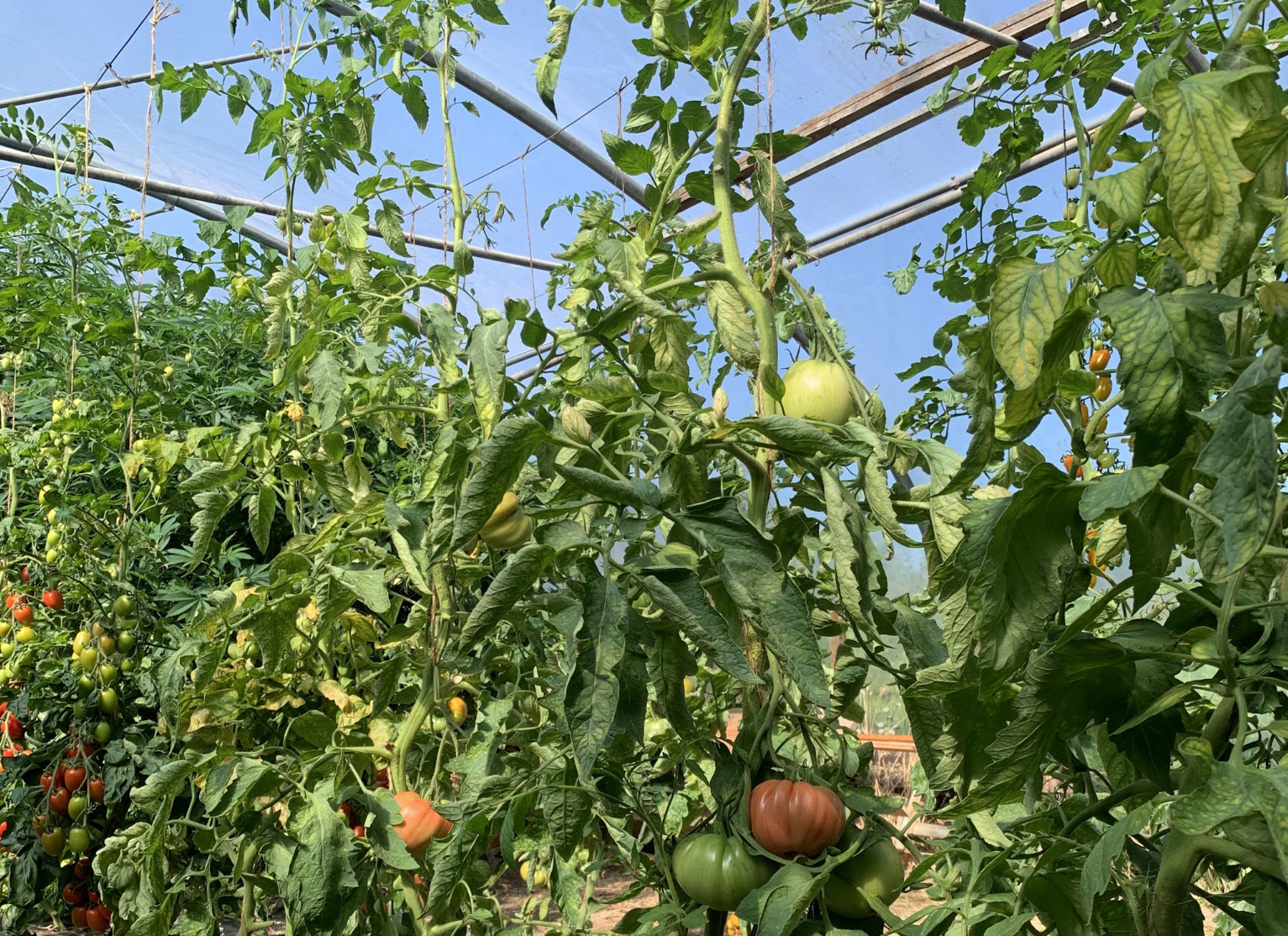 Tomatoes in the open