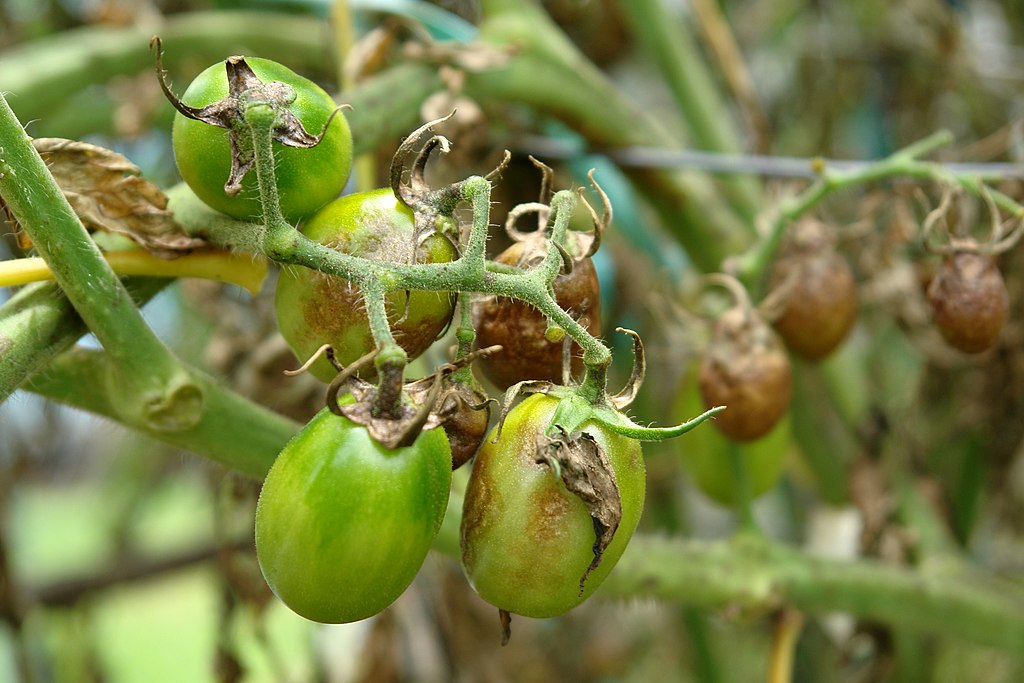 Late blight of tomatoes