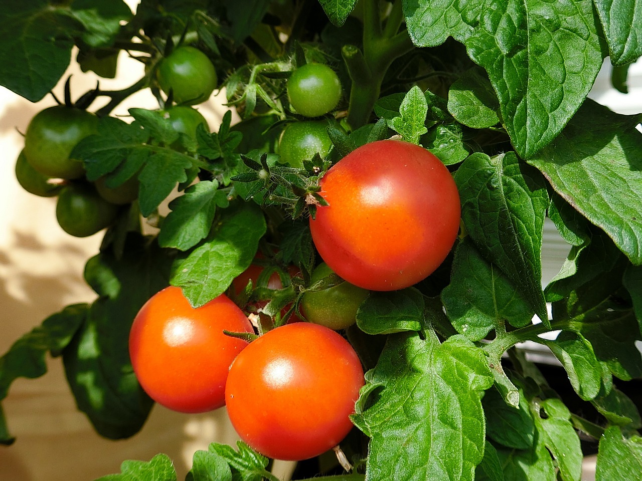 Red tomatoes