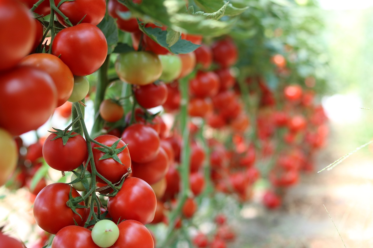 Growing tomatoes: Planting, sowing & care