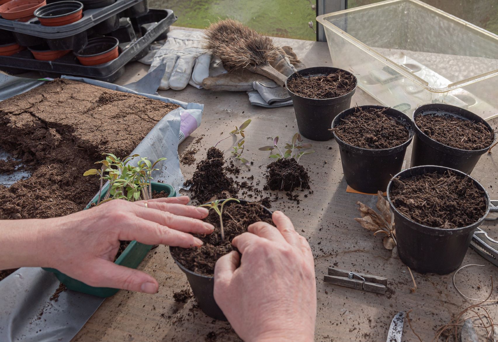 pricking out tonato seedlings