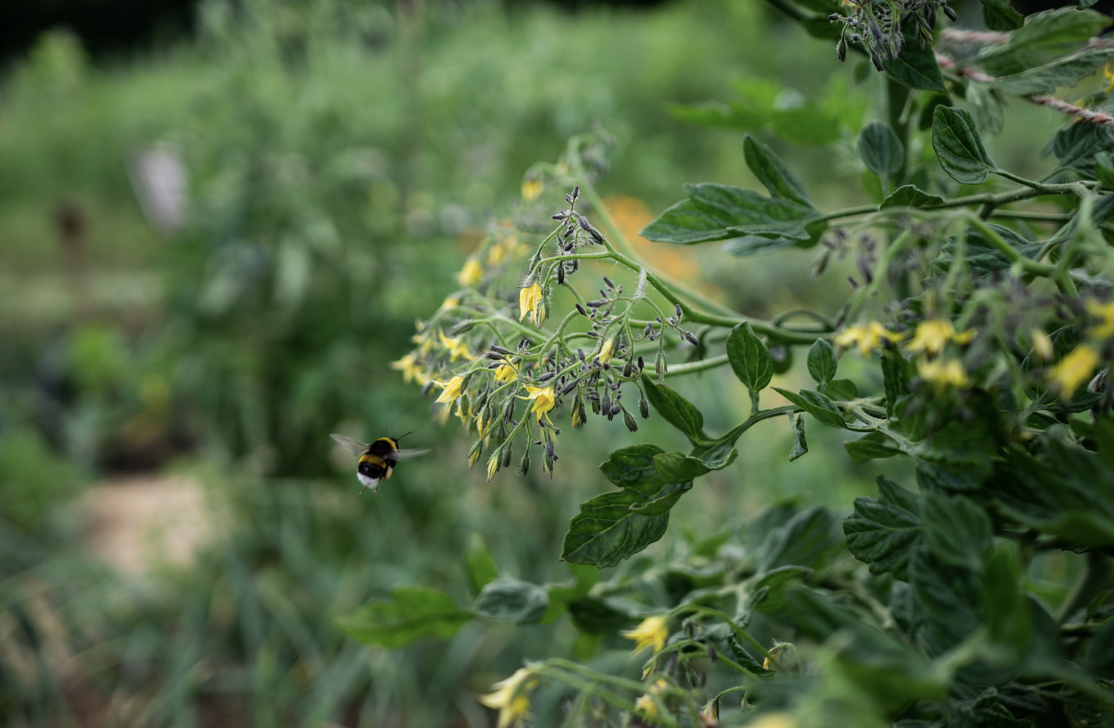 Tomato flowers with bumblebee