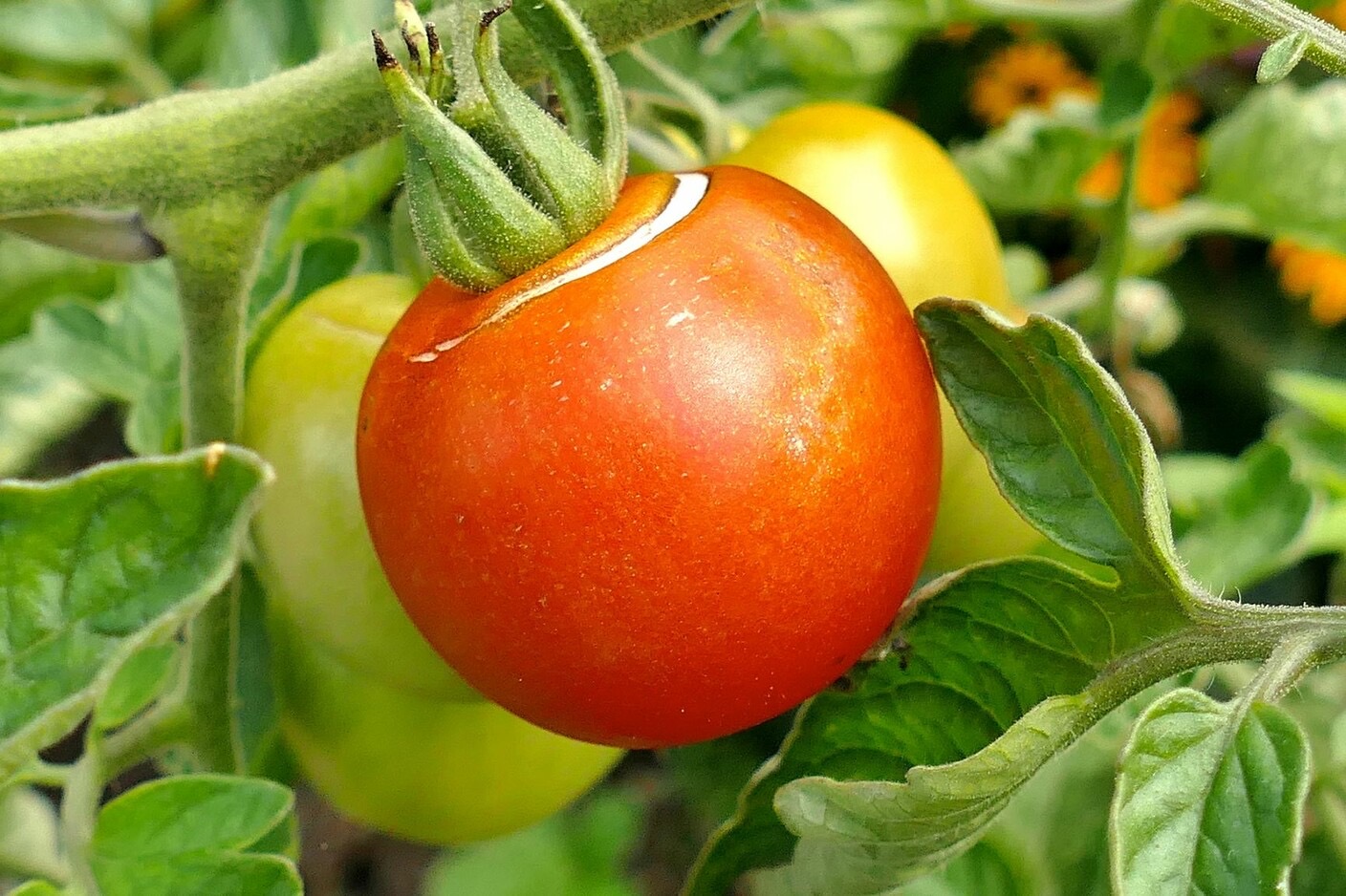 Aufgeplatzte Tomate wegen unregelmäßiger Wasserversorgung