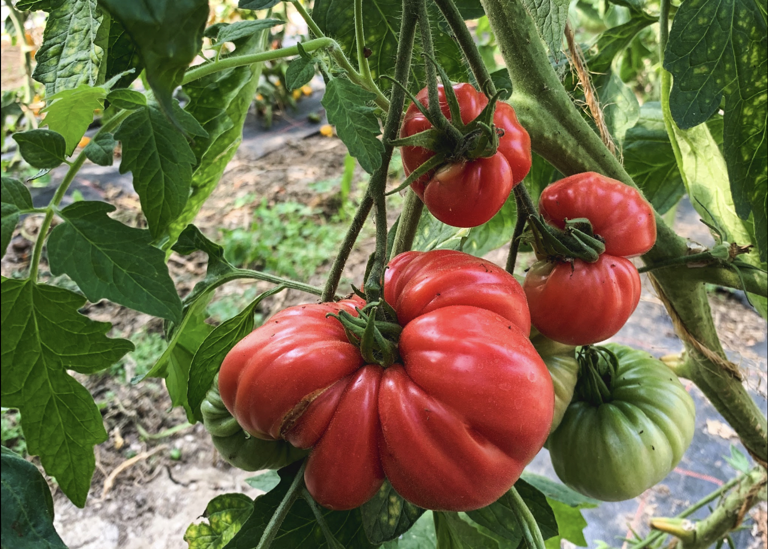 Red beefsteak tomatoes