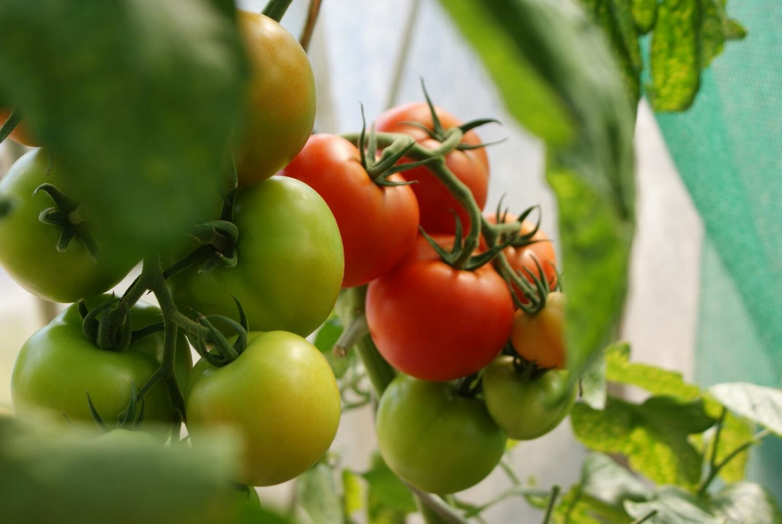 Die richtige Tomatensorte finden: vom Samen bis zur Aussaat