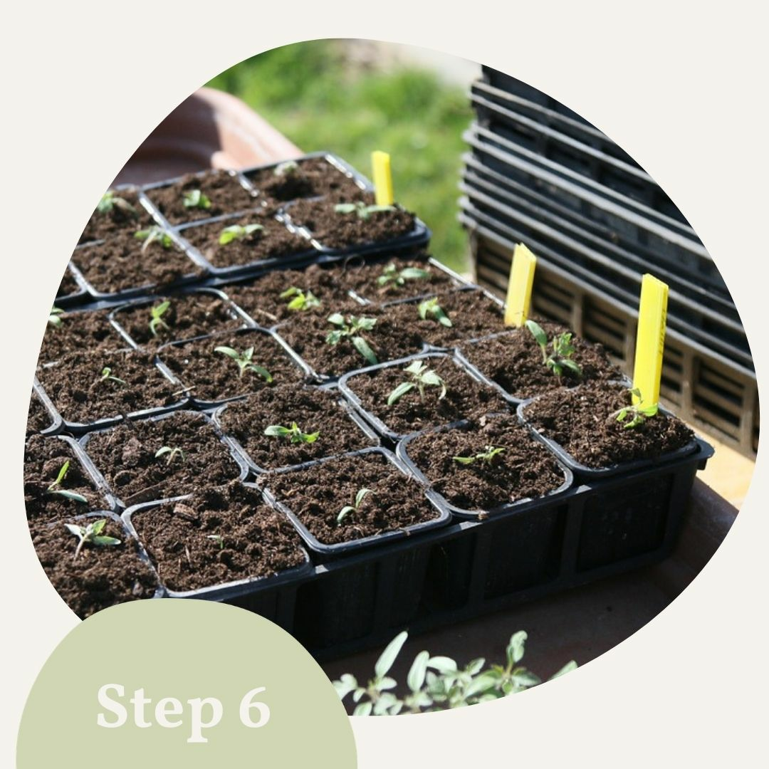 Seedlings during cultivation 