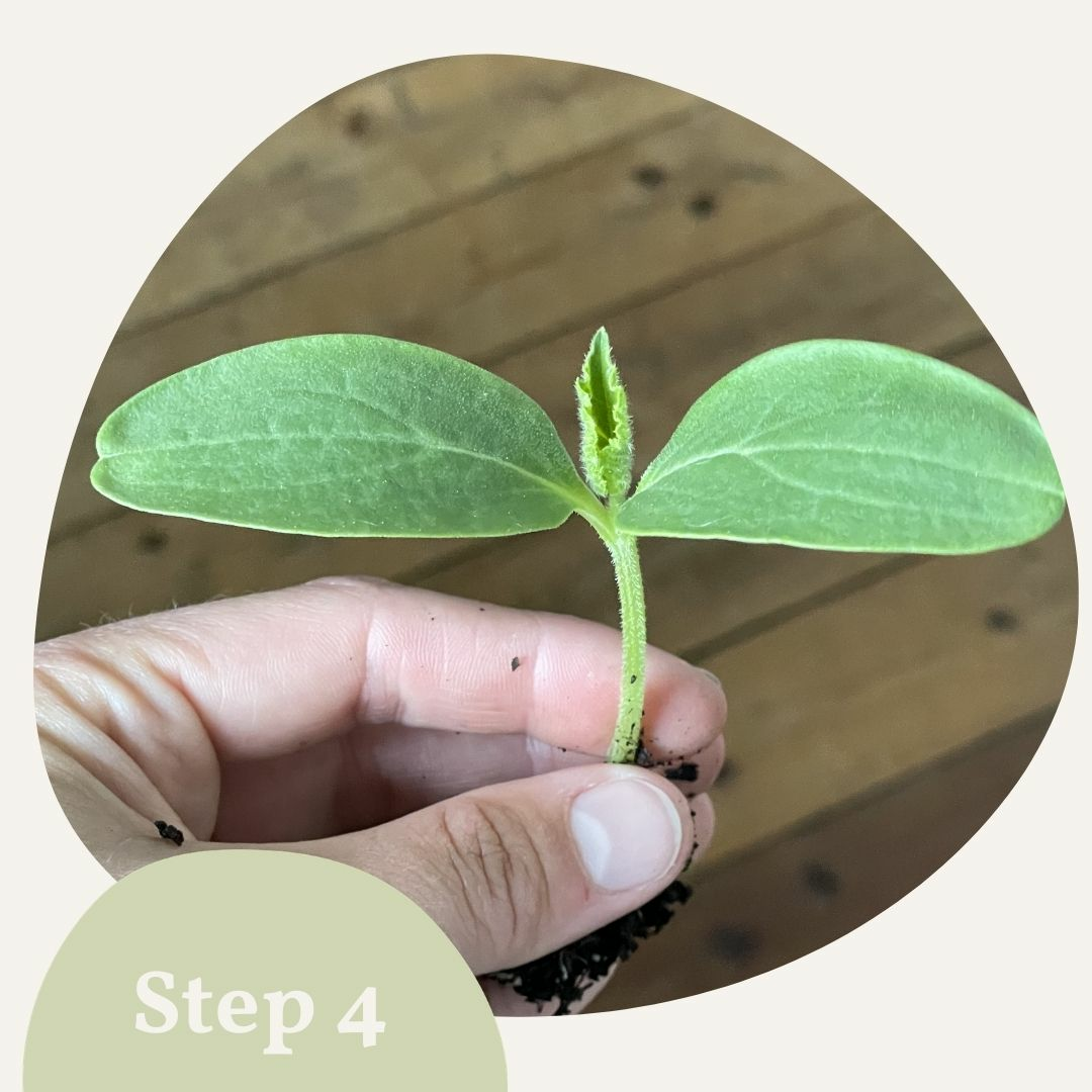 Pumpkin seedling from cultivation