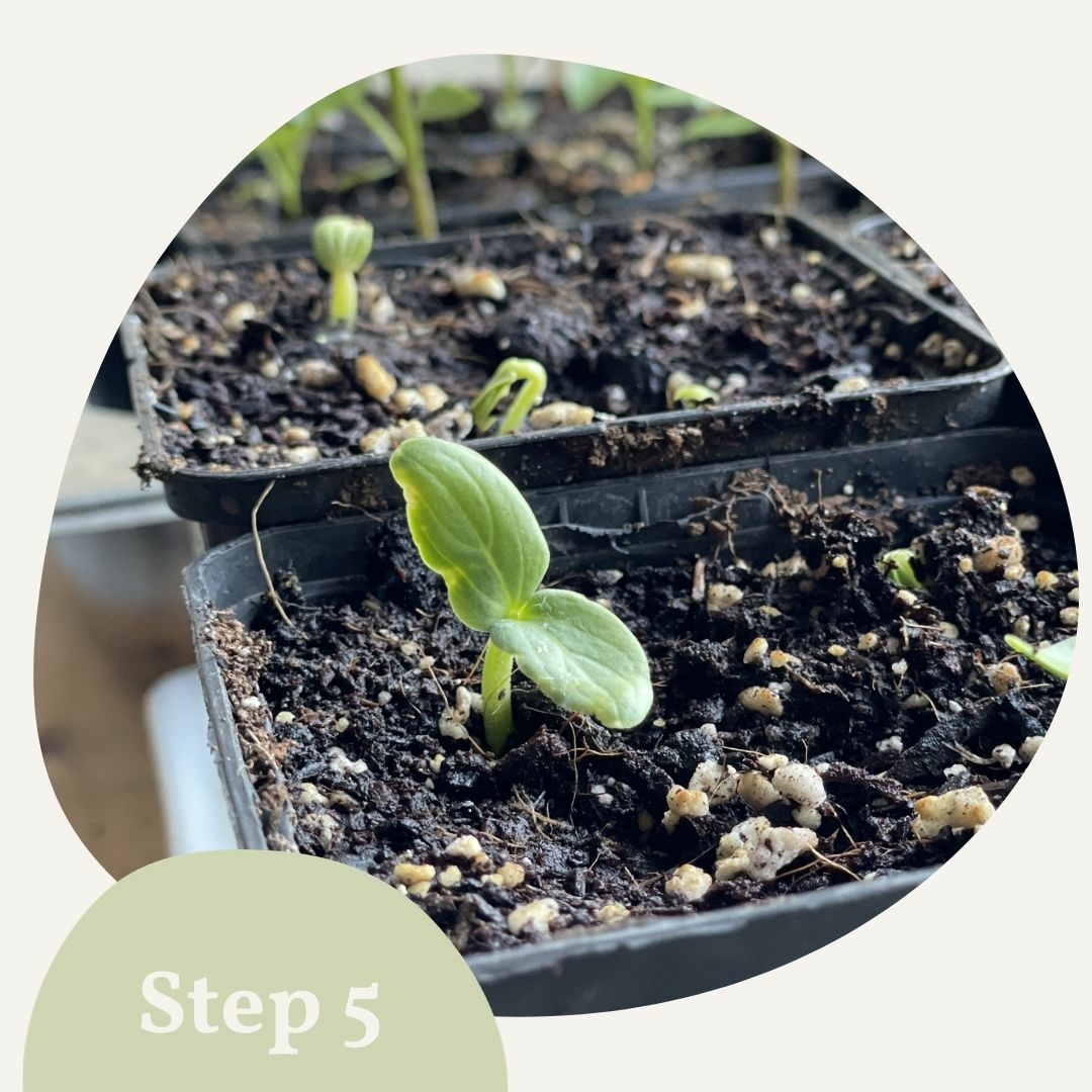 Pumpkin seedling in cultivation 