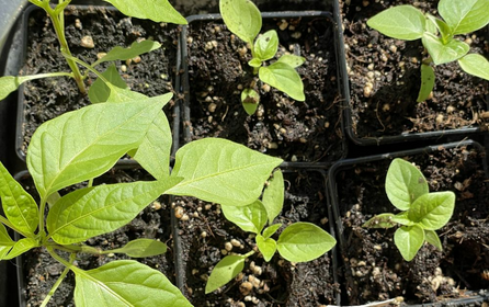Peat-Free Soil for Sowing and Growing: Tips for the Right Potting Compost