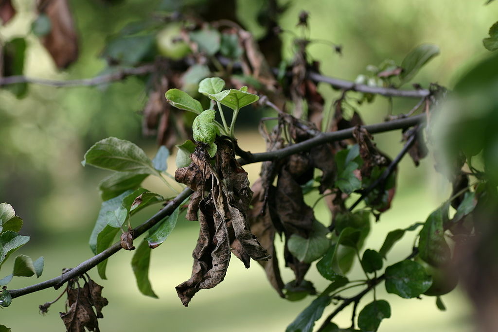 Apple tree infested with fire blight