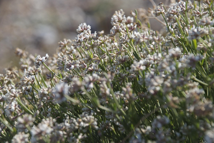 Climate Garden Made Easy: An Overview of Drought-Resistant Plants