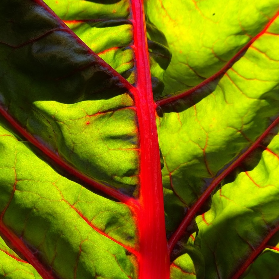 Plant leaf swiss chard
