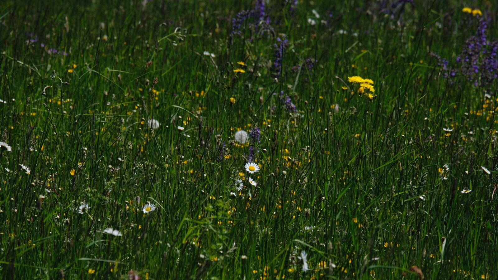 Wild meadow