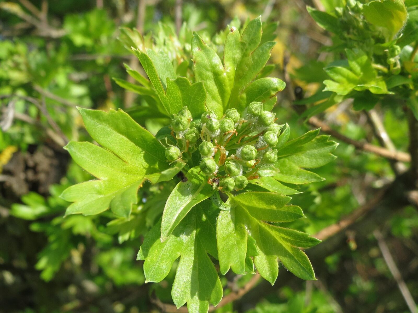 Hawthorn