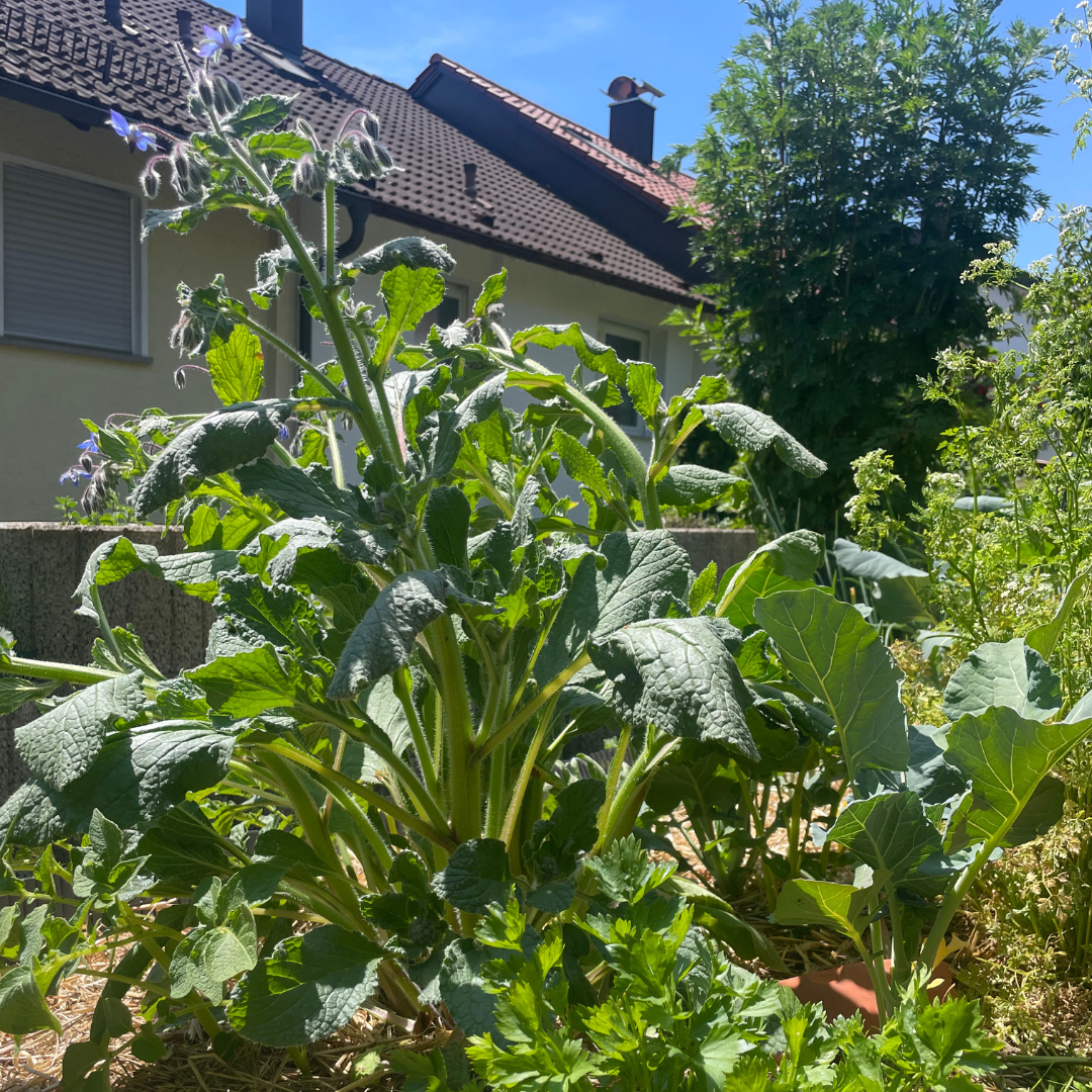 Borage is a drought-resistant plant