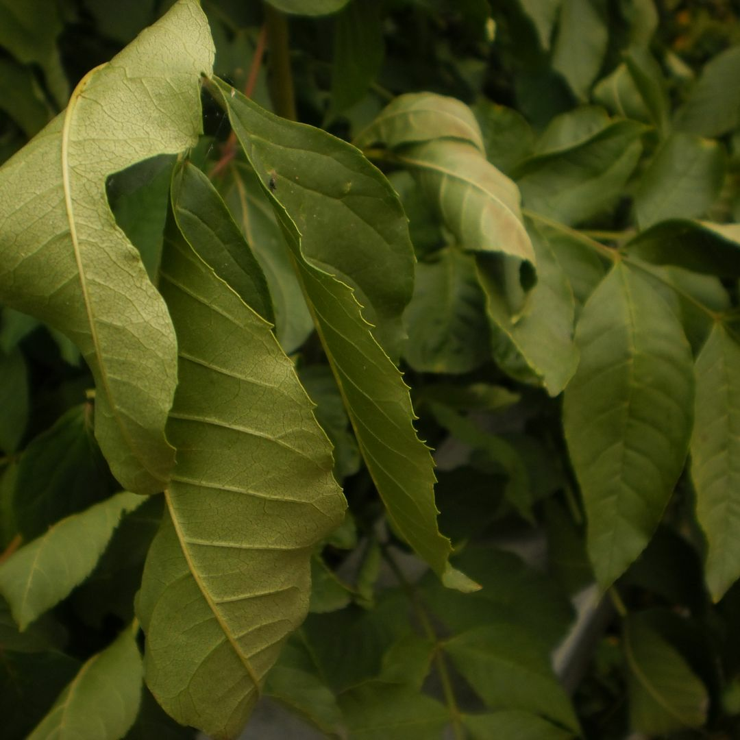 Plant under drought stress curling its leaves