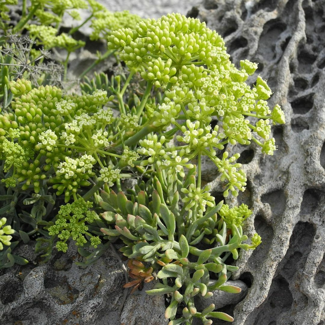 Rock samphire is drought-resistant.