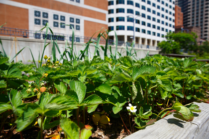 Urban Gardening: Wo kann ich in der Stadt gärtnern?