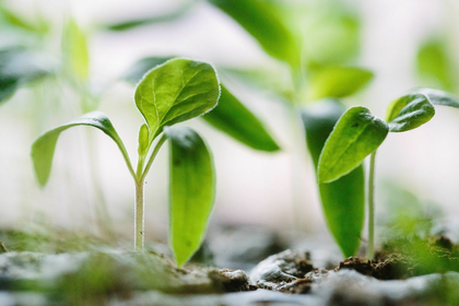 Cultivation or Direct Sowing: When and Which Vegetables to Propagate?