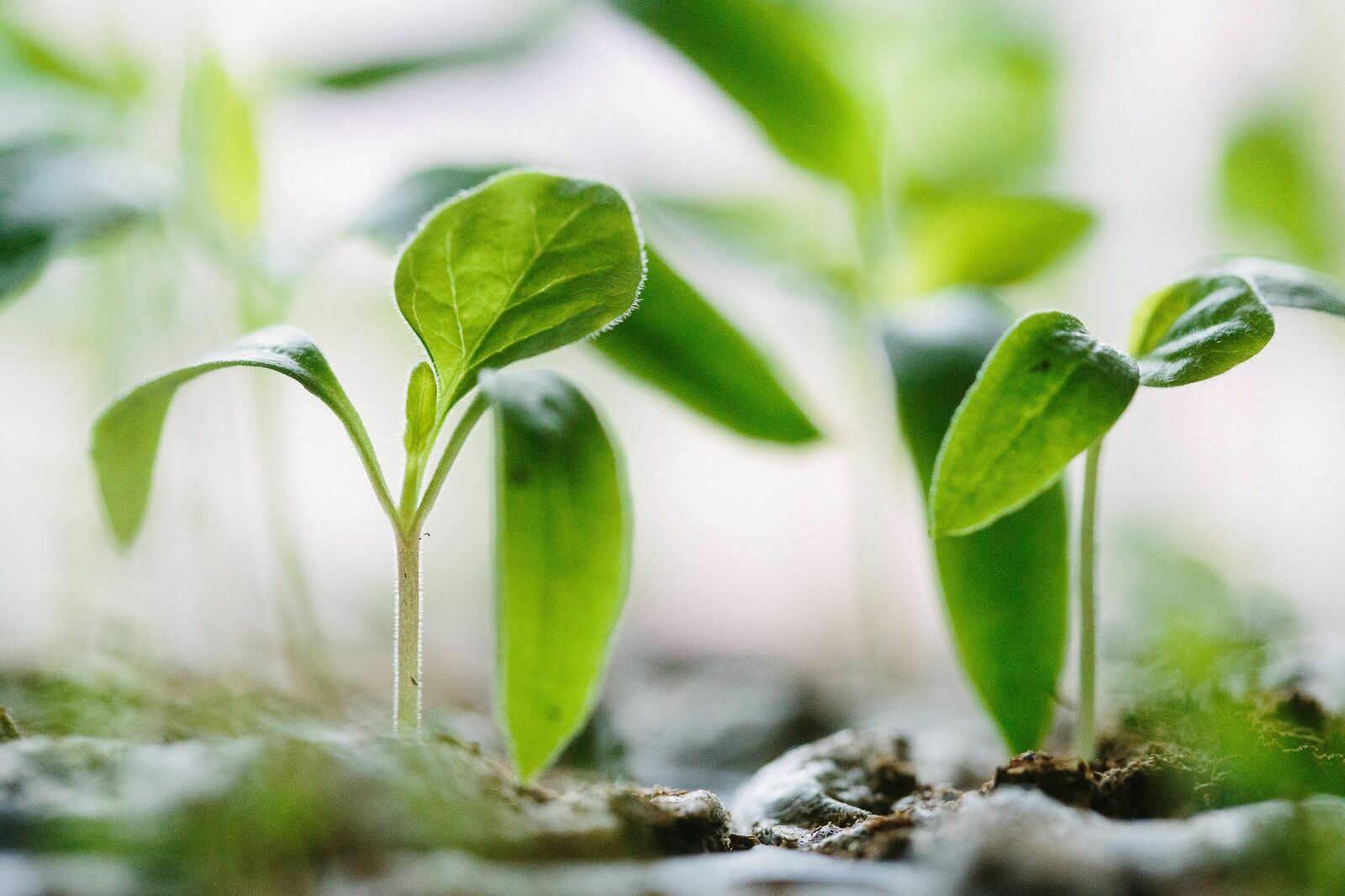 Cultivation or Direct Sowing: When and Which Vegetables to Propagate?