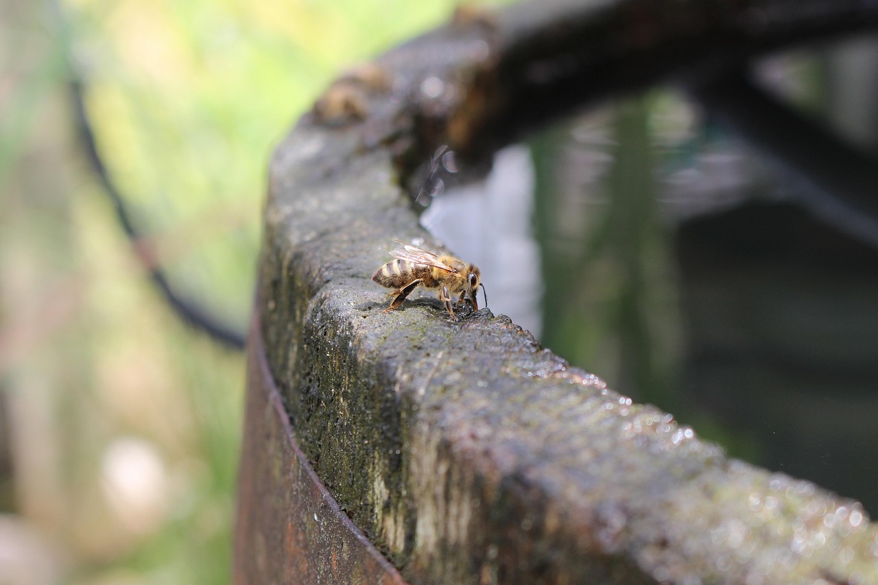 Bienen an der Regentonne