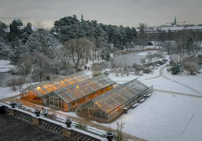 Using the greenhouse in winter: Suitable plants and planting plan