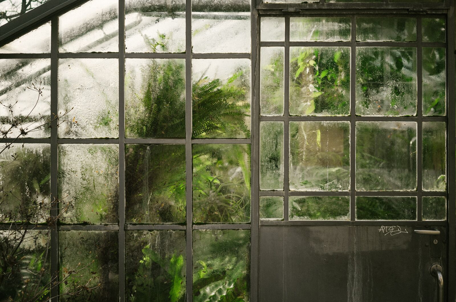 View through a glass wall into a greenhouse