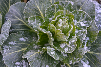 Growing and planting winter vegetables: it's that simple
