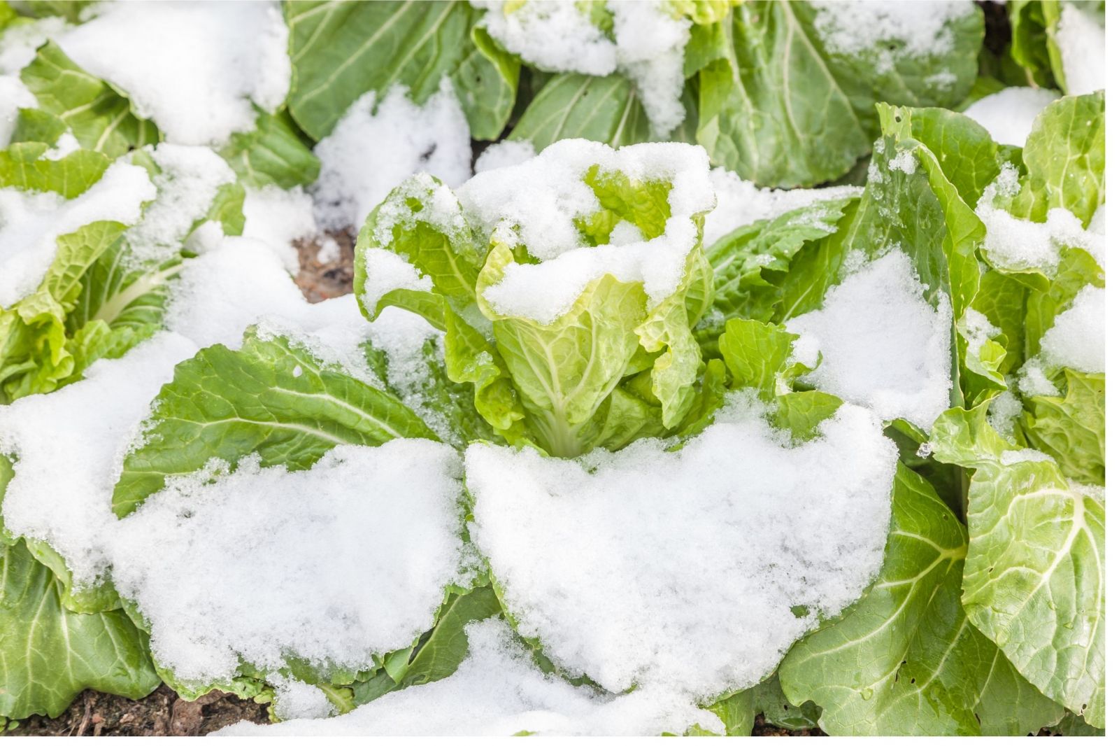 Winter salads in snow and frost