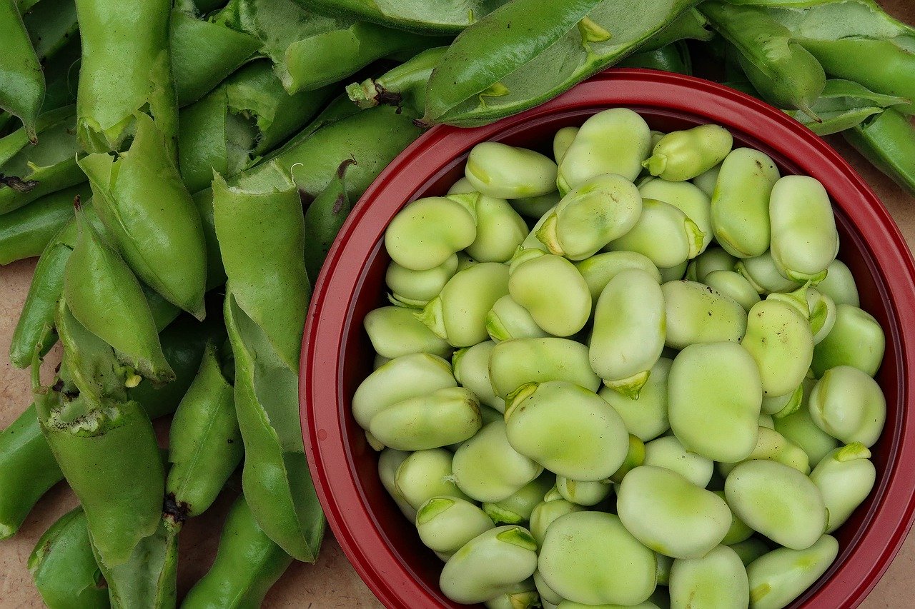 Planting field beans in winter