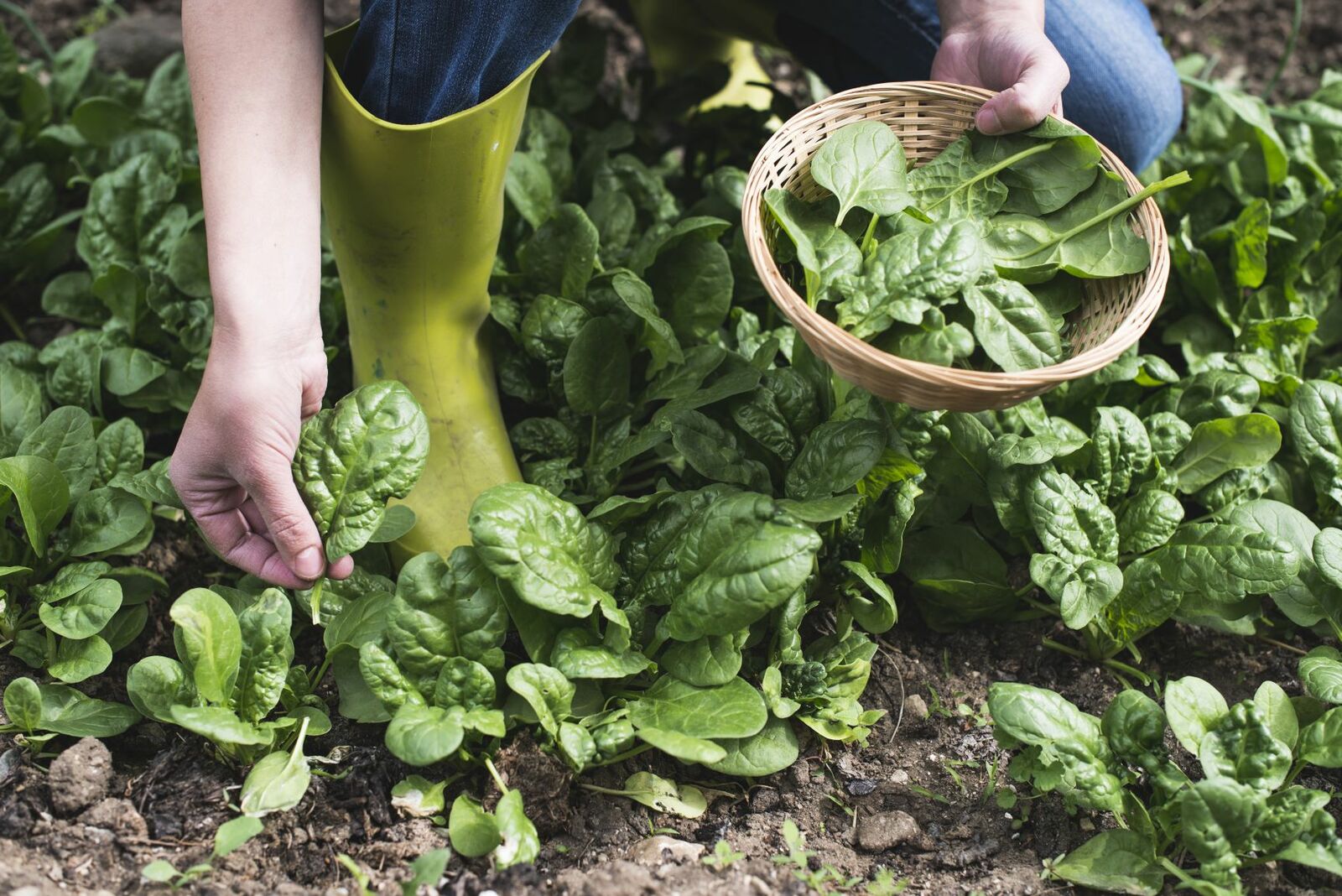 Spinach can also be grown in winter