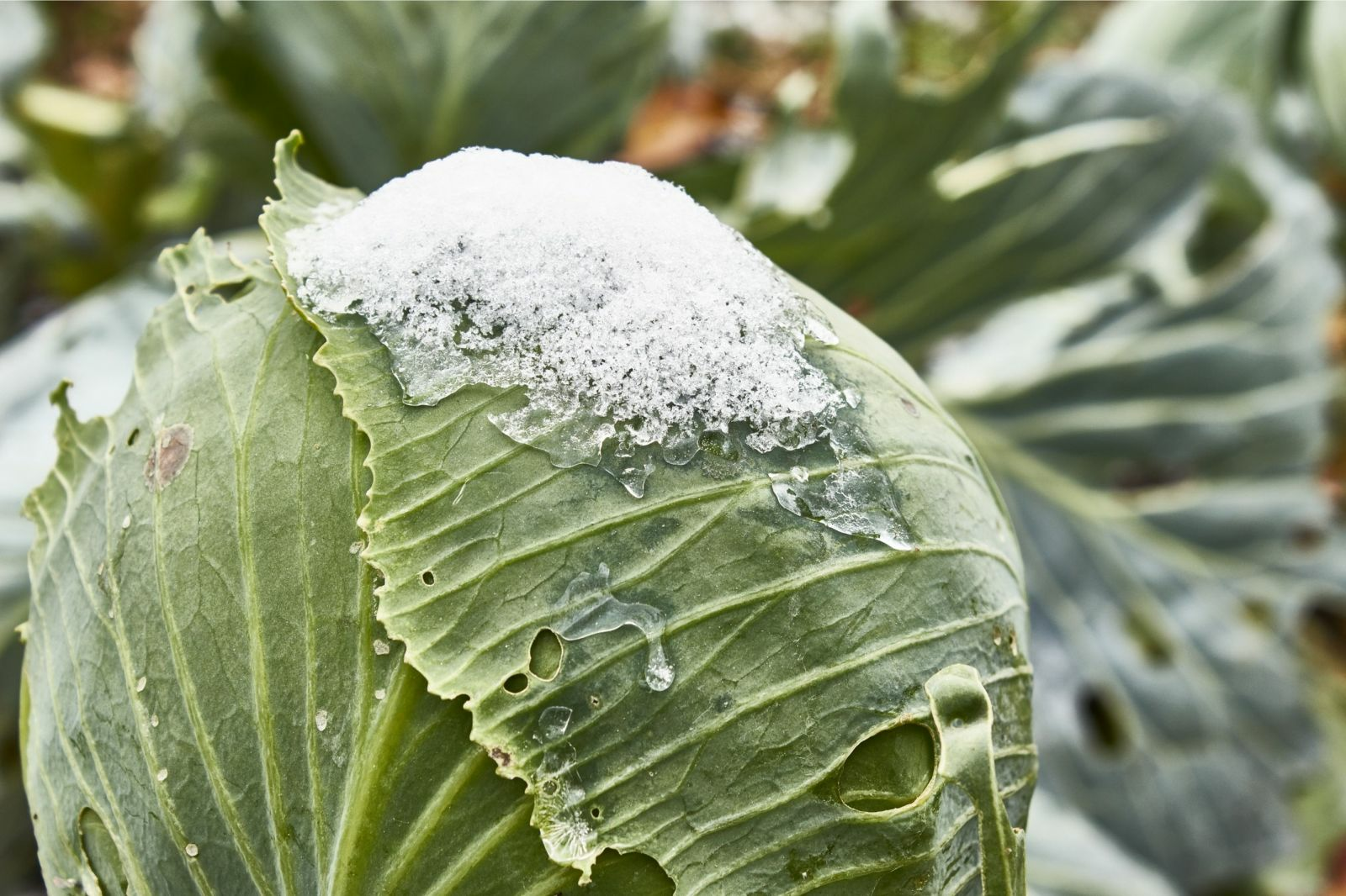 Wintergemüse anbauen: Vorteile, Sorten und Aussaatzeitpunkte